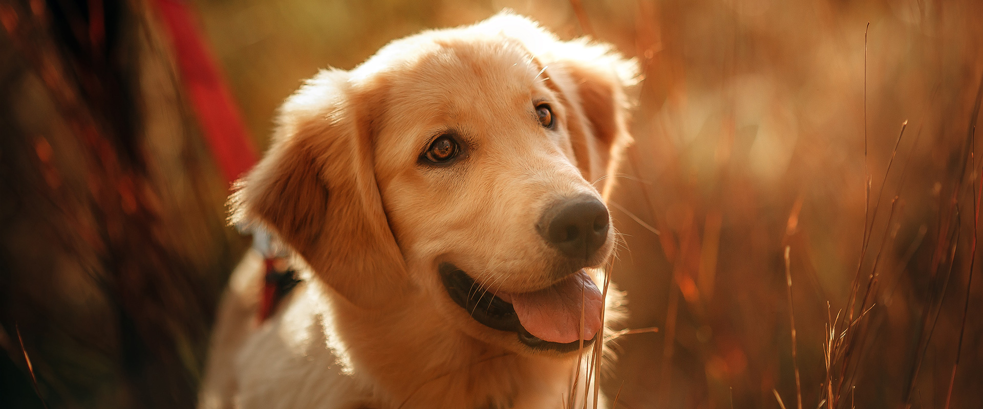 are probiotics healthy for dogs