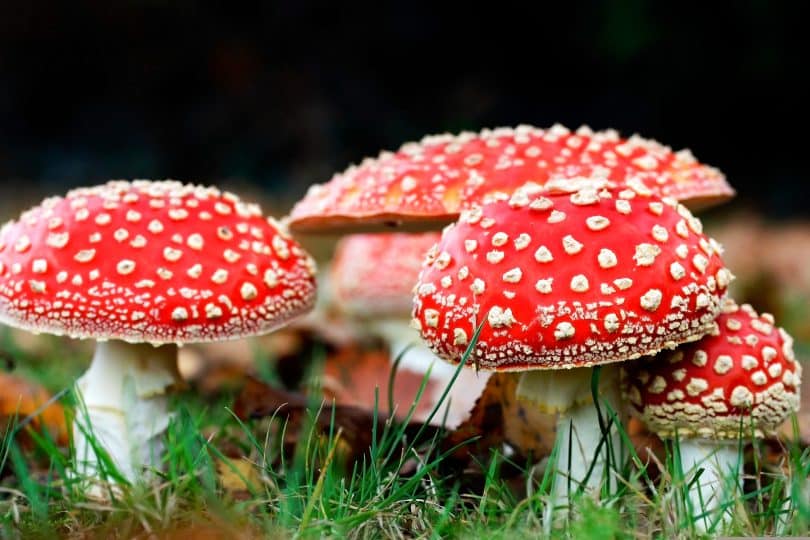 Delicious Amanita Infused Gummy Treats