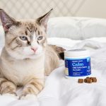 Curious Cats and CBD: Could It Be Beneficial?