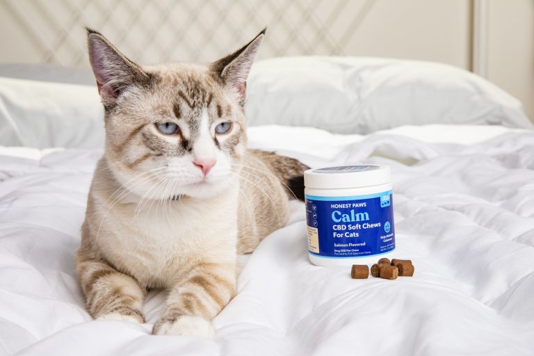 Curious Cats and CBD: Could It Be Beneficial?