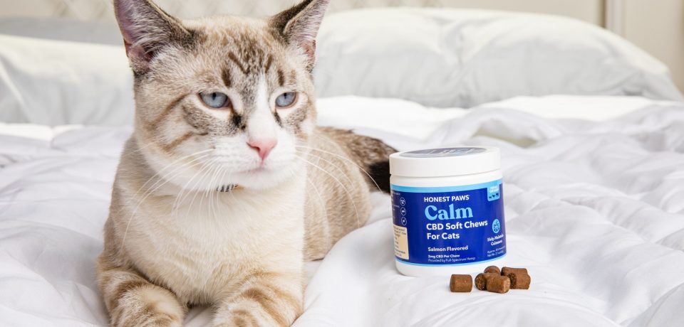 Curious Cats and CBD: Could It Be Beneficial?