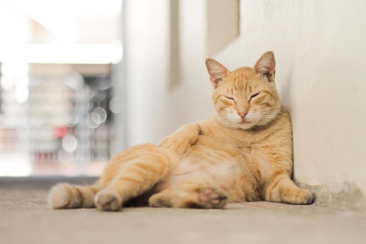 best cbd for cats
